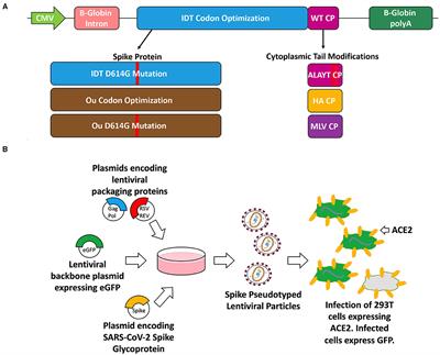Improved SARS-CoV-2 Spike Glycoproteins for Pseudotyping Lentiviral Vectors